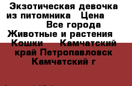 Экзотическая девочка из питомника › Цена ­ 25 000 - Все города Животные и растения » Кошки   . Камчатский край,Петропавловск-Камчатский г.